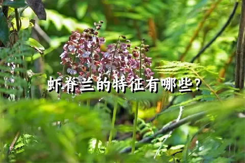 虾脊兰的特征有哪些？