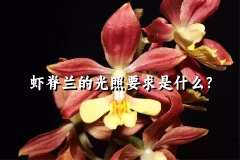 虾脊兰的光照要求是什么？