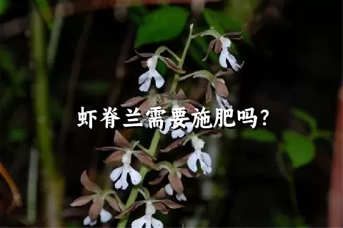 虾脊兰需要施肥吗？