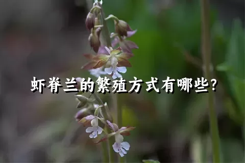 虾脊兰的繁殖方式有哪些？