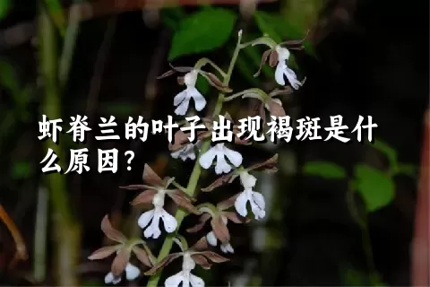 虾脊兰的叶子出现褐斑是什么原因？