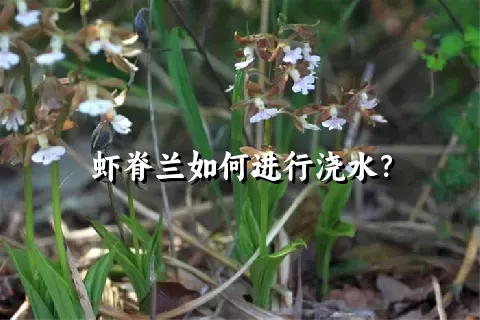 虾脊兰如何进行浇水？