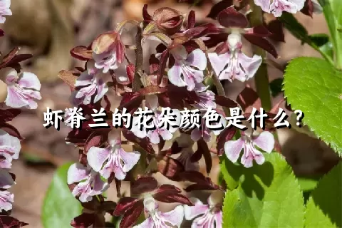 虾脊兰的花朵颜色是什么？