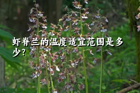 虾脊兰的温度适宜范围是多少？