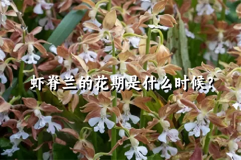 虾脊兰的花期是什么时候？