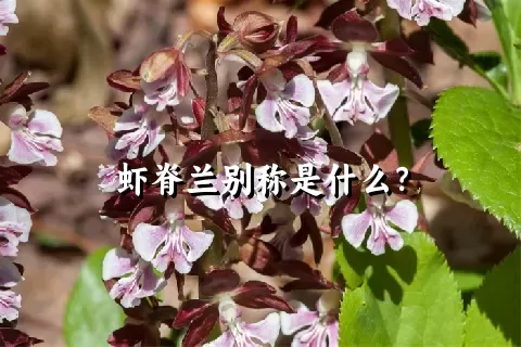 虾脊兰别称是什么？