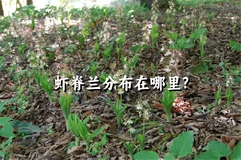 虾脊兰分布在哪里?