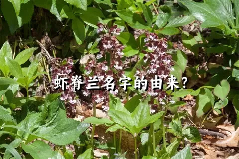 虾脊兰名字的由来？