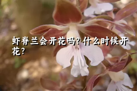 虾脊兰会开花吗？什么时候开花？