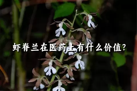 虾脊兰在医药上有什么价值？