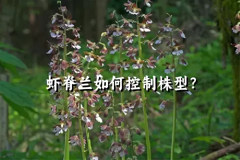 虾脊兰如何控制株型？