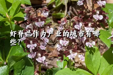 虾脊兰作为产业的城市有哪些？