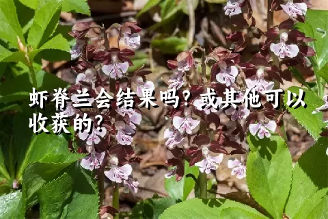 虾脊兰会结果吗？或其他可以收获的？