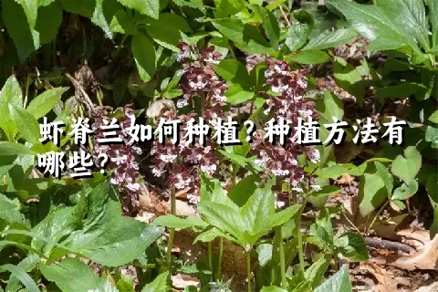 虾脊兰如何种植？种植方法有哪些？