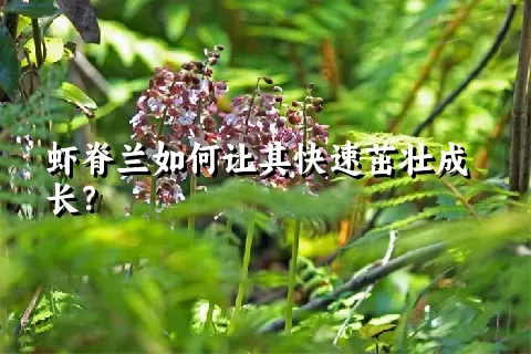 虾脊兰如何让其快速茁壮成长？