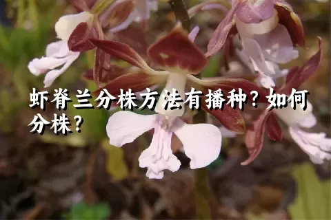 虾脊兰分株方法有播种？如何分株？