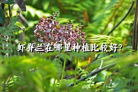 虾脊兰在哪里种植比较好？