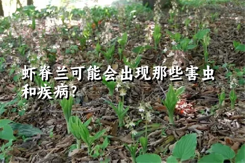 虾脊兰可能会出现那些害虫和疾病？