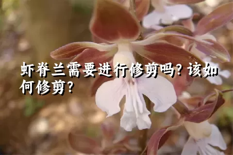 虾脊兰需要进行修剪吗？该如何修剪？