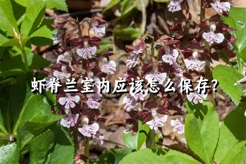 虾脊兰室内应该怎么保存？