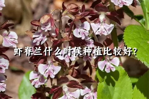 虾脊兰什么时候种植比较好？