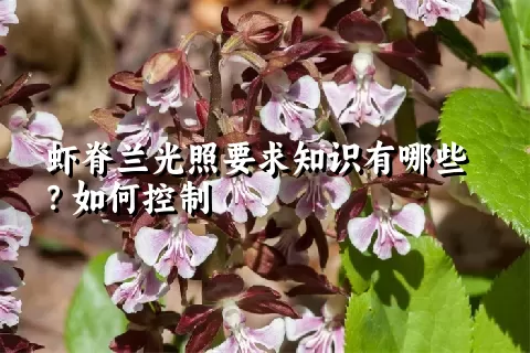 虾脊兰光照要求知识有哪些？如何控制