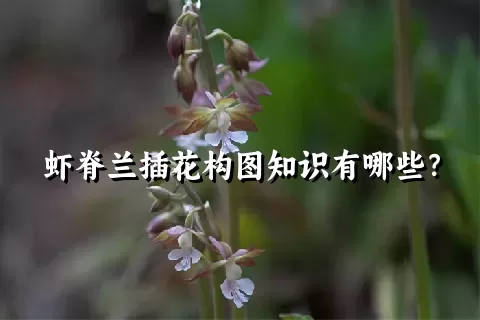 虾脊兰插花构图知识有哪些？