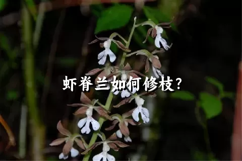 虾脊兰如何修枝？