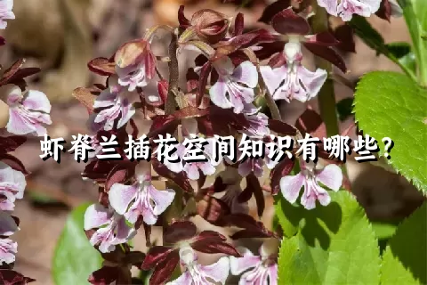 虾脊兰插花空间知识有哪些？