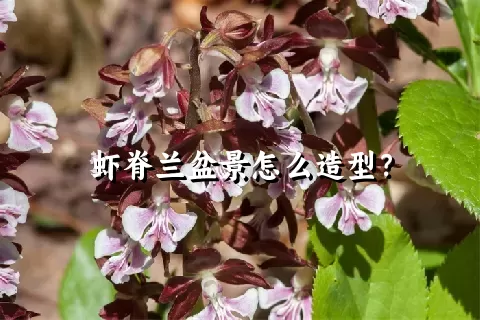 虾脊兰盆景怎么造型？