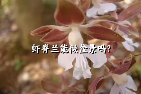 虾脊兰能做盆景吗？