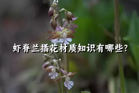 虾脊兰插花材质知识有哪些？