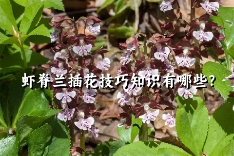 虾脊兰插花技巧知识有哪些？