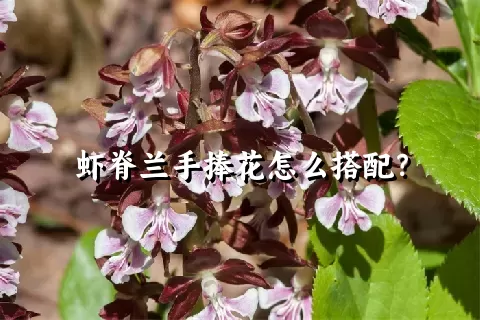 虾脊兰手捧花怎么搭配？