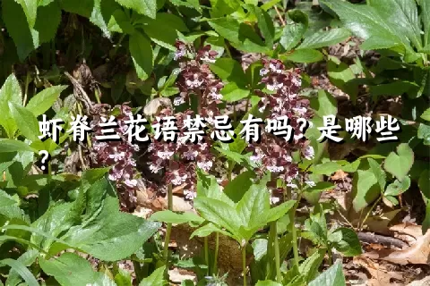 虾脊兰花语禁忌有吗？是哪些？