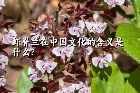 虾脊兰在中国文化的含义是什么？