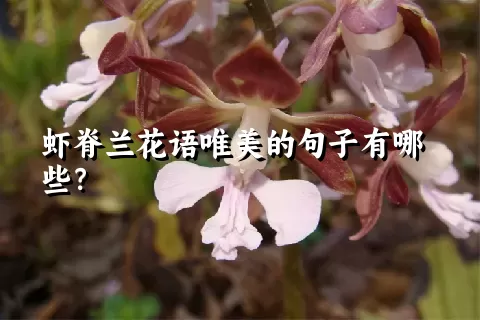 虾脊兰花语唯美的句子有哪些？