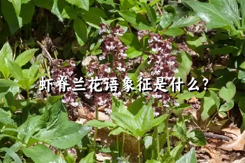 虾脊兰花语象征是什么？