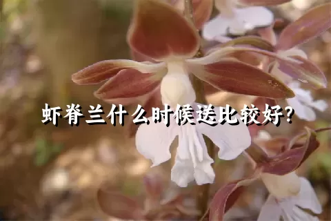 虾脊兰什么时候送比较好？