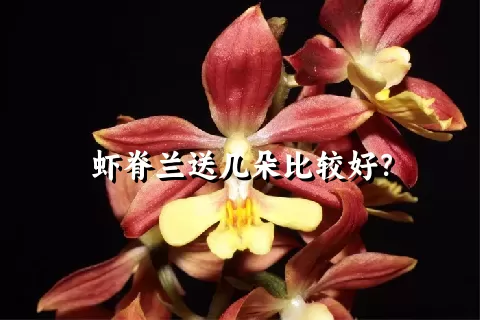 虾脊兰送几朵比较好？