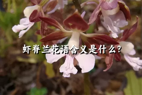 虾脊兰花语含义是什么？