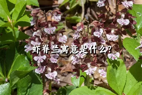 虾脊兰寓意是什么？