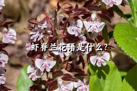 虾脊兰花语是什么？