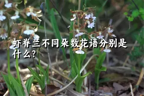 虾脊兰不同朵数花语分别是什么？