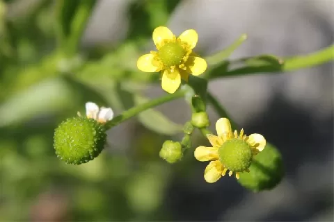 石龙芮