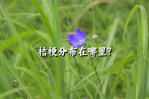 桔梗分布在哪里?