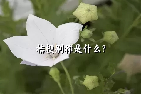 桔梗别称是什么？