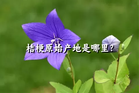 桔梗原始产地是哪里？