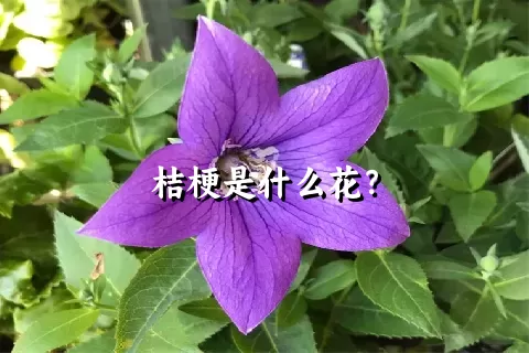 桔梗是什么花？