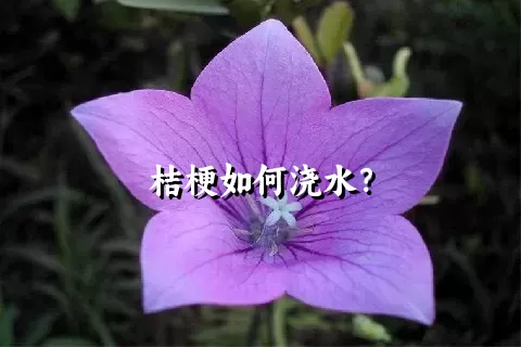 桔梗如何浇水？